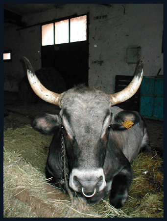 Boškarin