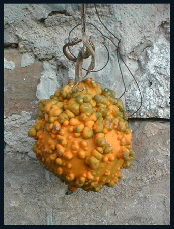 Tikvica